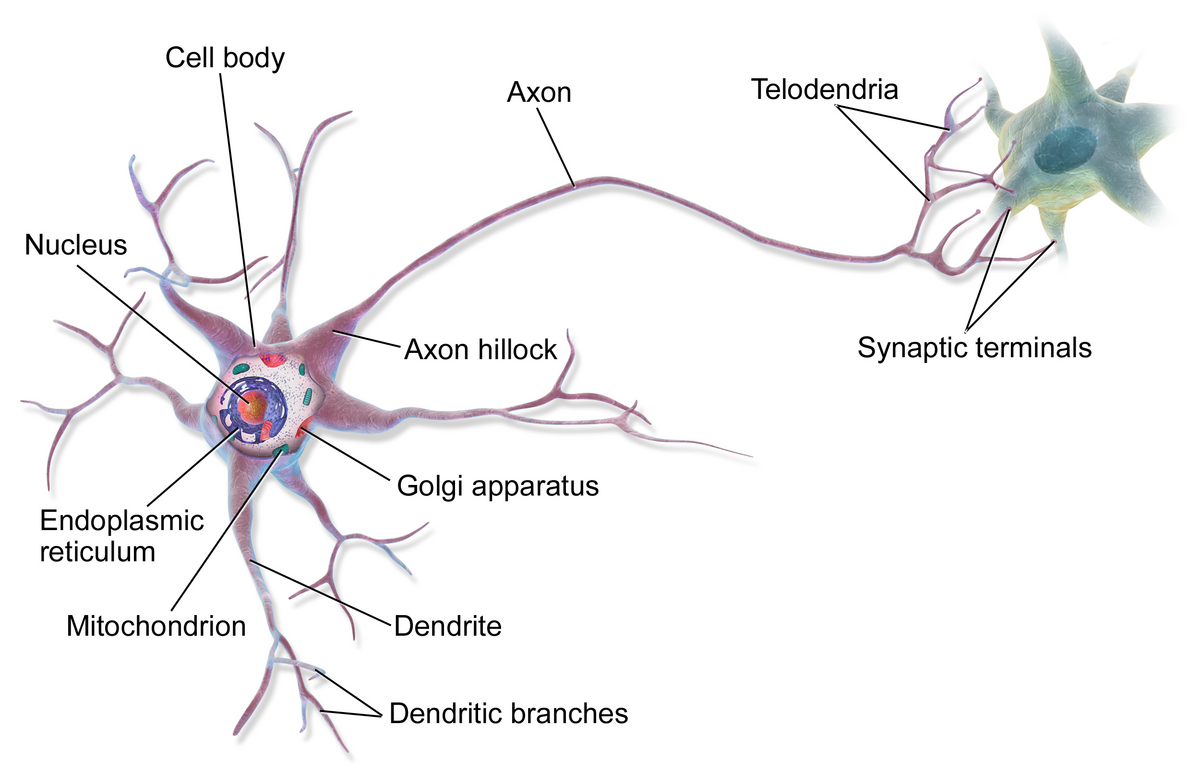 A diagram of a multipolar neuron labels its key components, including the Cell body, Nucleus, Endoplasmic reticulum, Mitochondrion, Golgi apparatus, Axon hillock, Axon, Dendrite, Dendritic branches, Telodendria, and Synaptic terminals.