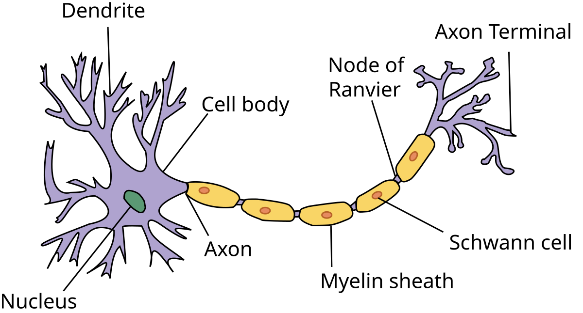 Diagram illustrating the structure of a typical neuron in the peripheral nervous system. Labeled components include the dendrite, cell body, nucleus, axon, myelin sheath, Schwann cell, Node of Ranvier, and axon terminal.