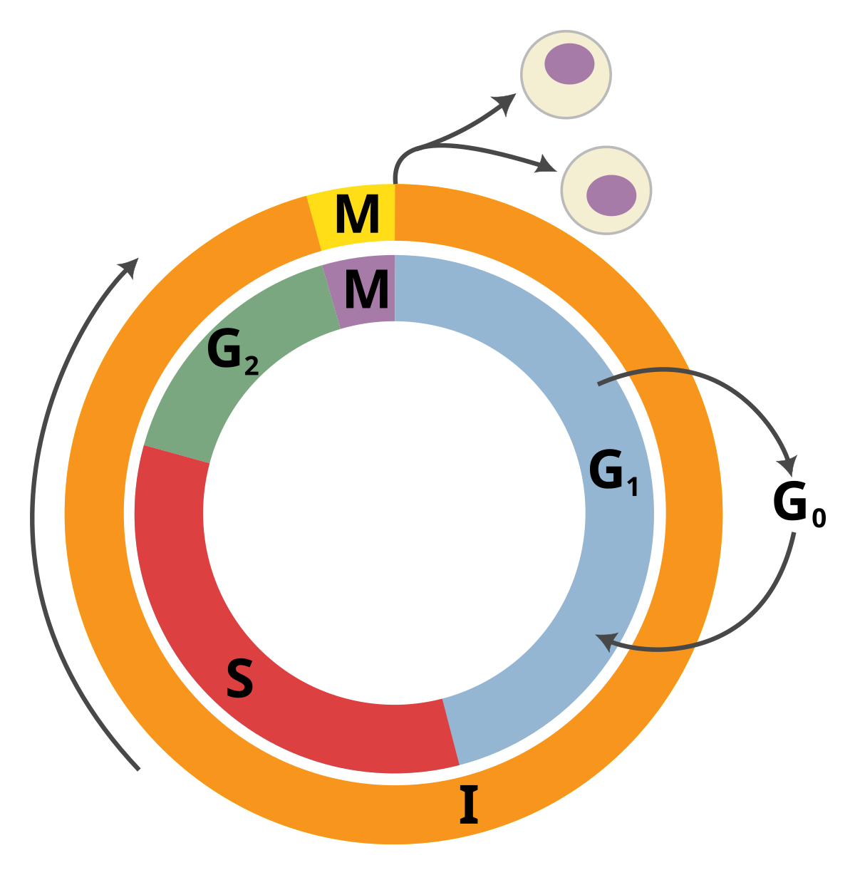 Diagram of the cell cycle, represented as a circular process with distinct phases: G1, S, G2, M, and G0. The diagram shows cells entering and exiting the cycle, with arrows indicating the progression through interphase (I) and mitosis (M).