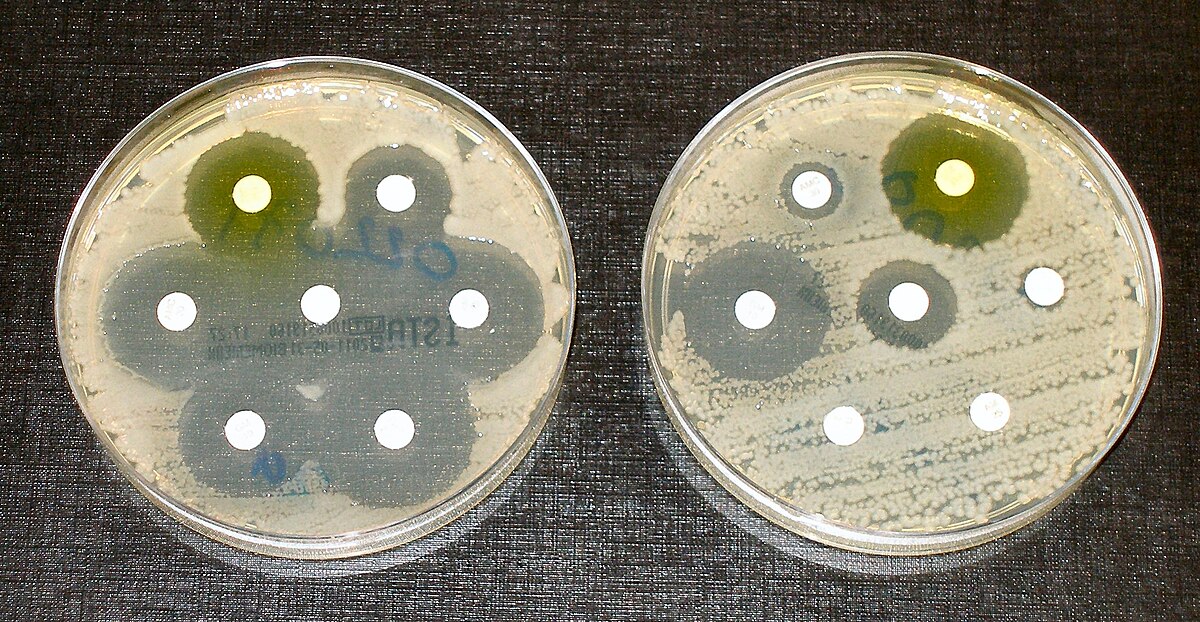 Two Petri dishes demonstrate antibiotic sensitivity and resistance testing, with bacteria streaked on a solid medium and paper disks impregnated with different antibiotics. The left dish shows clear zones around most disks, indicating sensitivity, while the right dish shows bacterial growth around several disks, indicating resistance.