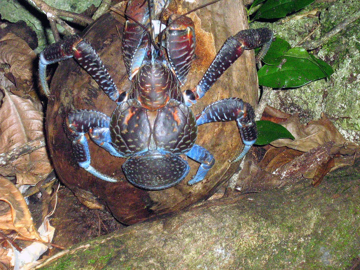 A large coconut crab (Birgus latro) with blue and reddish-brown coloration is seen on the forest floor among leaves and wood.
