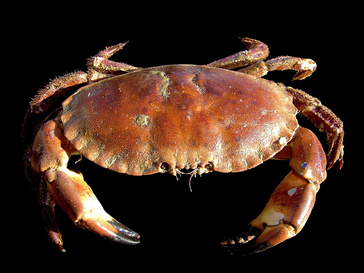 A brown crab, Cancer pagurus, also known as the edible crab, is shown against a black background, displaying its broad, oval carapace and robust claws.