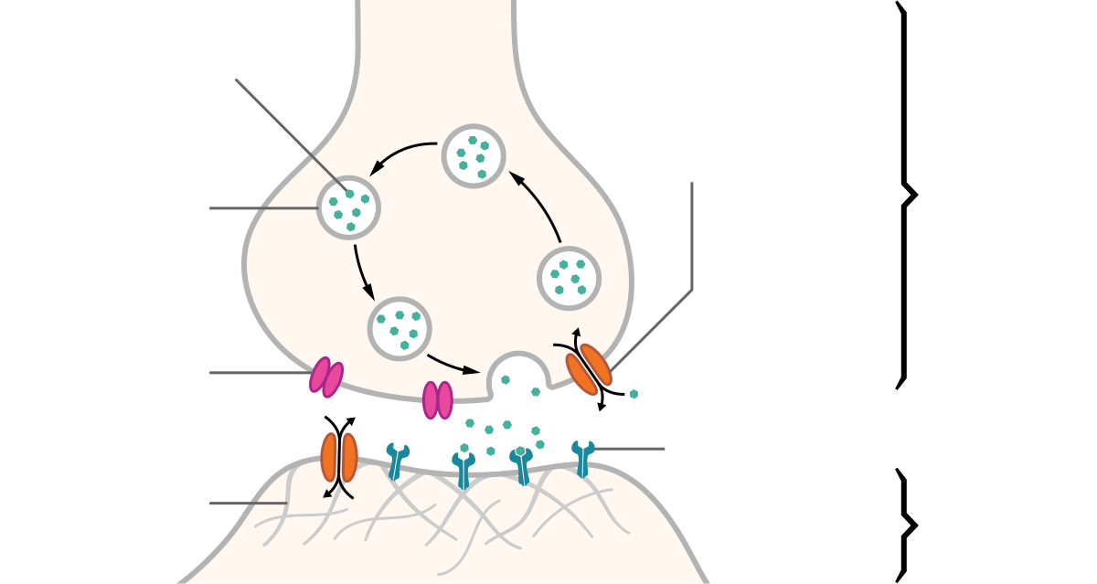 Schematic diagram of a synapse, illustrating the release and reuptake of neurotransmitters. The presynaptic neuron (top) shows vesicles releasing neurotransmitters into the synaptic cleft, which then bind to receptors on the postsynaptic neuron (bottom), while other neurotransmitters are reabsorbed by reuptake transporters.