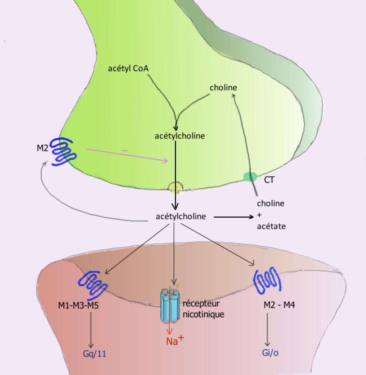 Diagram illustrating the synthesis, release, and breakdown of acetylcholine at a synapse. Labels in French include "acétyl CoA", "choline", "acétylcholine", "acétate", "récepteur nicotinique", and various receptor types (M1-M3-M5, M2, M2-M4).