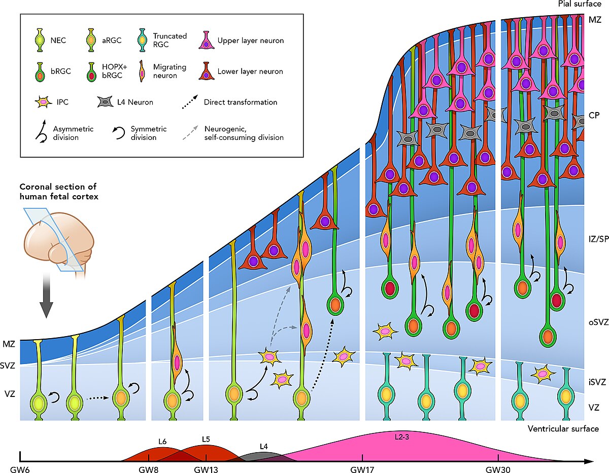 Diagram illustrating the stages of neuronal development in the human fetal cerebral cortex from GW6 to GW20. The diagram shows various cell types including NEC, aRGC, bRGC, tPC, Truncated RGC, HOPX+ bRGC, Migrating neuron, Upper layer neuron, Lower layer neuron, and L4 Neuron, along with processes like Asymmetric division, Symmetric division, Direct transformation, and Neurogenic self-consuming division, across different cortical layers: MZ, oSVZ, iSVZ, VZ, CP, IZ/SP.