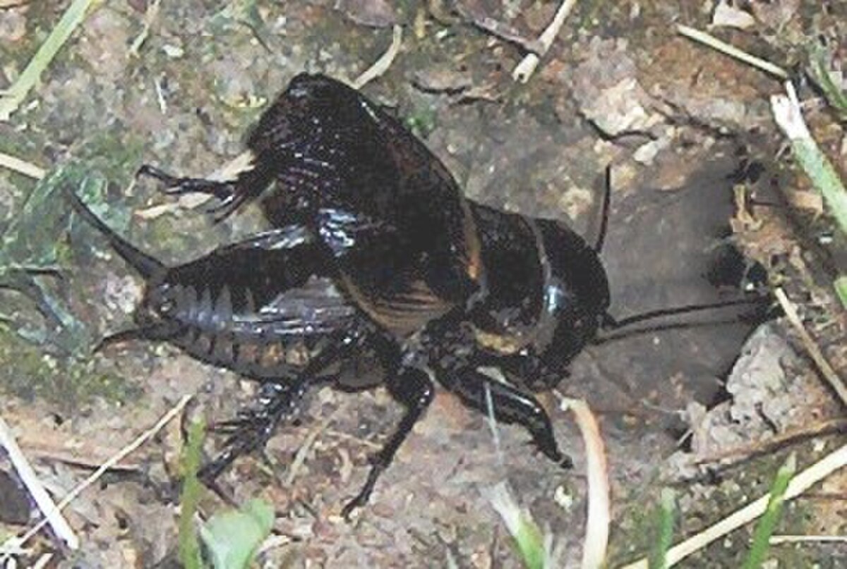 A male Gryllus cricket chirping, with its head facing its burrow and its leathery fore wings (tegmina) raised and scraped together to produce sound. The burrow acts as a resonator, amplifying the sound.