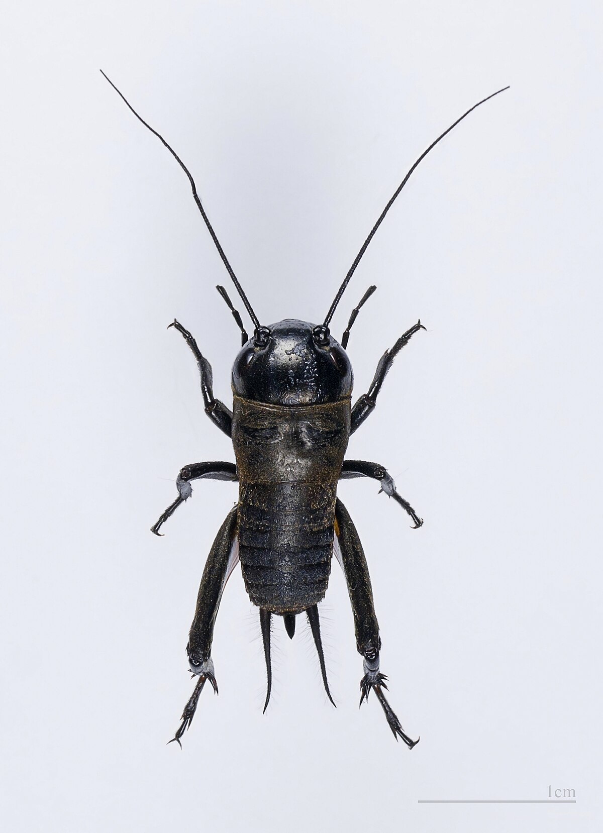 A dorsal view of a Gryllus campestris, or field cricket, against a white background, with a 1 cm scale bar in the bottom right corner. The cricket is black with long antennae and prominent hind legs.