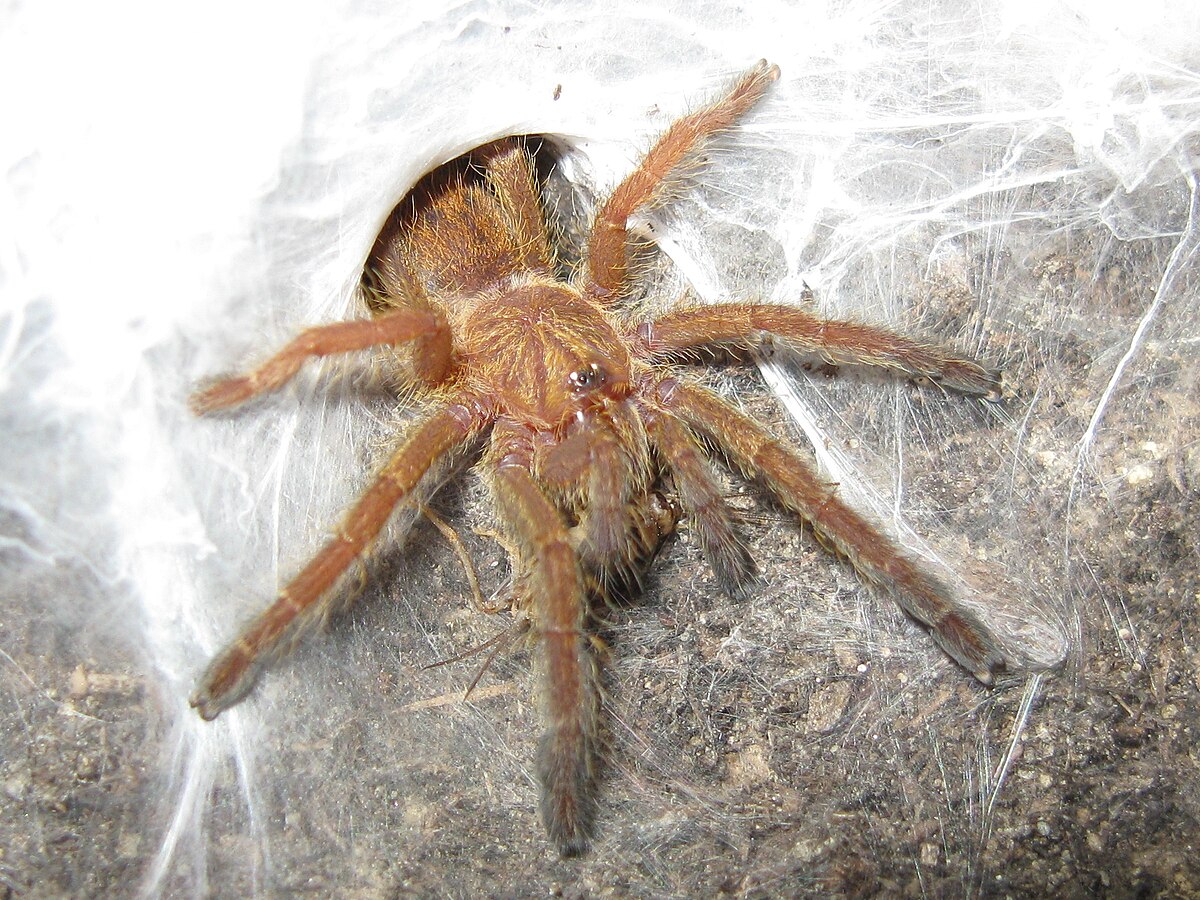 A Pterinochilus murinus baboon spider, also known as an orange bitey thing, emerging from its web-lined den. The spider is reddish-brown and covered in fine hairs, with its eight legs spread out.