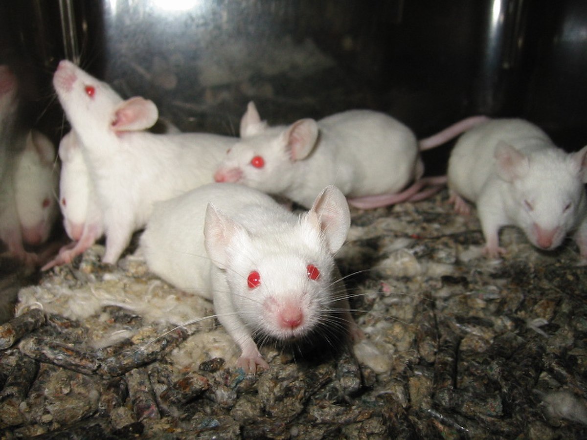 Several laboratory mice with white fur and red eyes are shown in an enclosure with bedding material. These mice are widely used in medical research as model organisms.