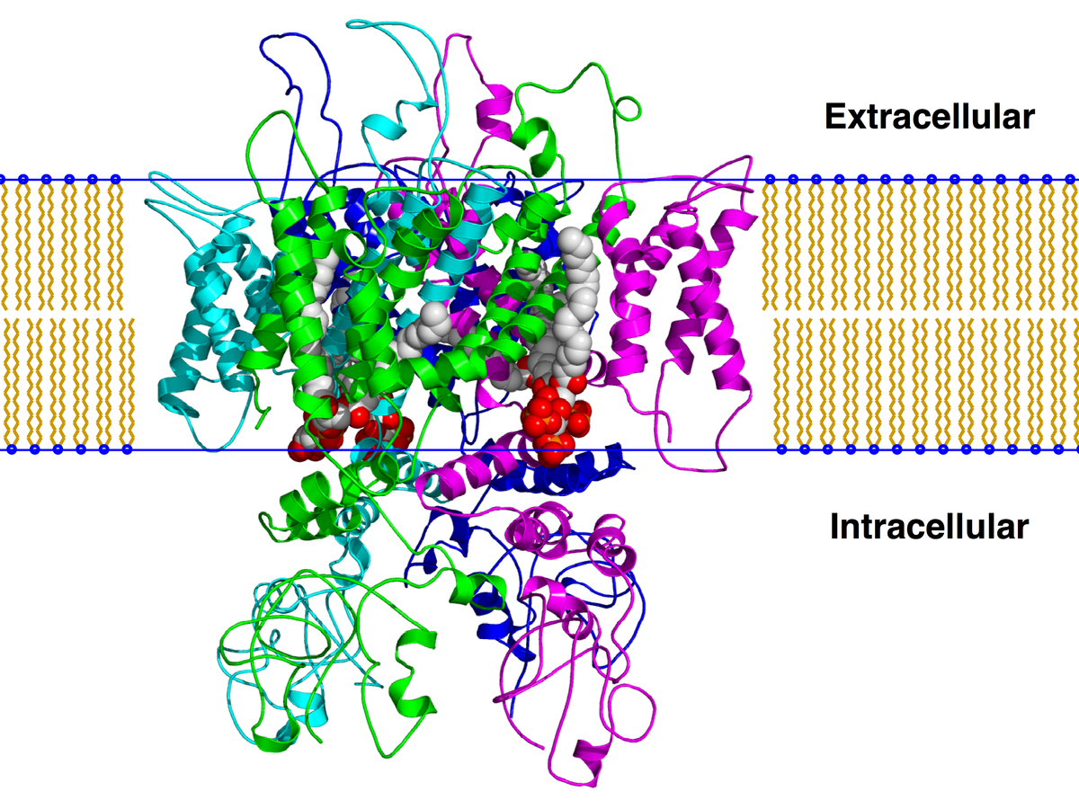Molecular diagram illustrating the TRPV1 channel embedded within a lipid bilayer, with labels for "Extracellular" and "Intracellular" regions. The protein structure is shown in various colors, with specific molecules highlighted in red and white spheres.