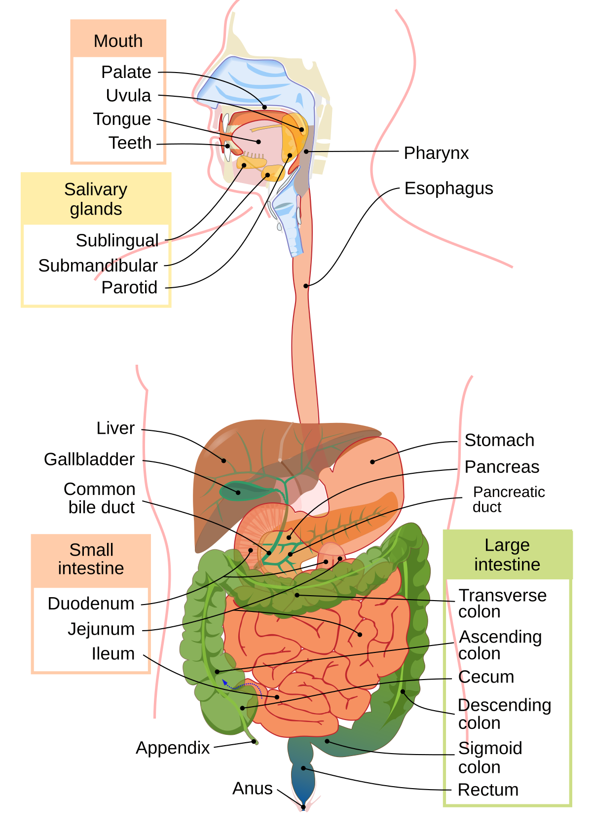 Diagram of the human digestive system with various organs labeled. Key labels include Mouth, Pharynx, Esophagus, Stomach, Liver, Gallbladder, Pancreas, Small intestine (Duodenum, Jejunum, Ileum), Large intestine (Transverse colon, Ascending colon, Cecum, Descending colon, Sigmoid colon, Rectum), and Anus.