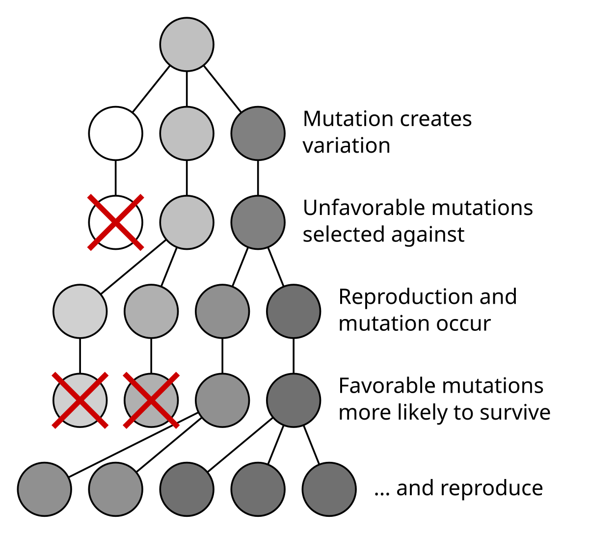 Diagram illustrating mutation and natural selection, showing a branching tree of organisms with varying shades of gray representing coloration. The process moves from "Mutation creates variation" at the top, through "Unfavorable mutations selected against" (marked with red crosses), to "Favorable mutations more likely to survive" and "Reproduction and mutation occur", resulting in a population with darker coloration at the bottom.