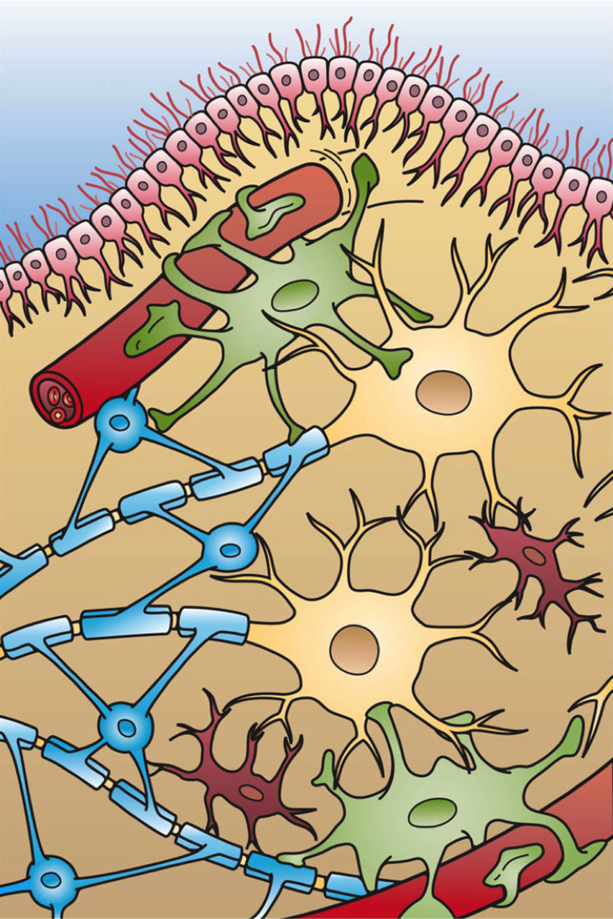 An illustration depicts various glial cell types interacting within brain tissue, including ependymal cells lining a ventricle, astrocytes associated with blood vessels, oligodendrocytes myelinating axons, and microglia.