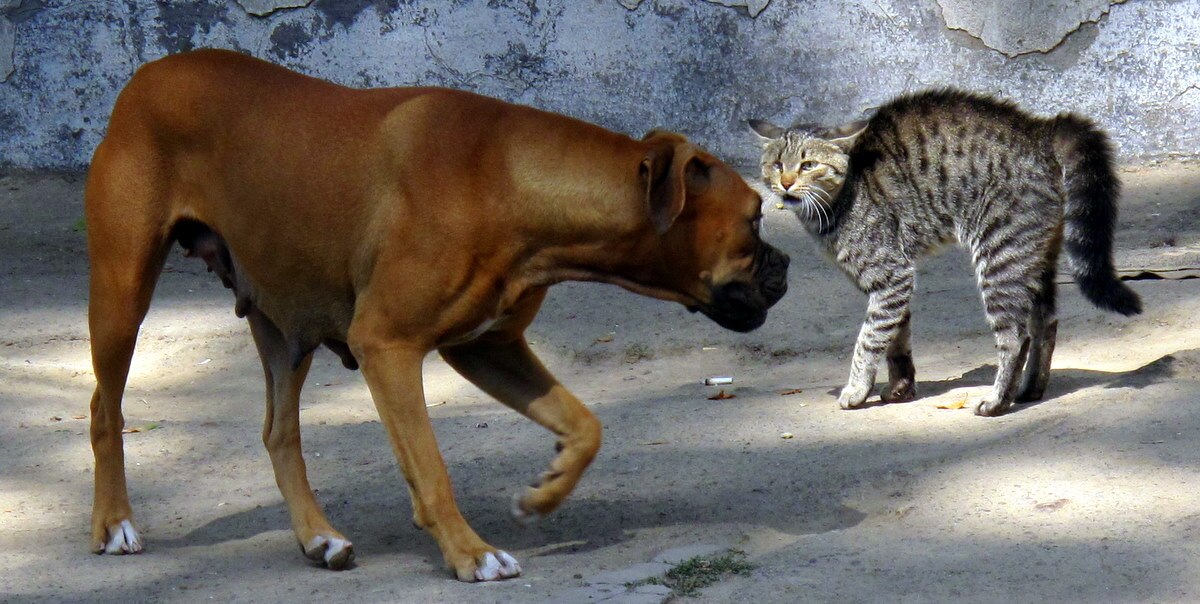 A brown boxer dog and a tabby cat are in a standoff on a paved surface. The cat has an arched back and puffed-up fur, indicating a defensive posture, while the dog is leaning forward with its head low.