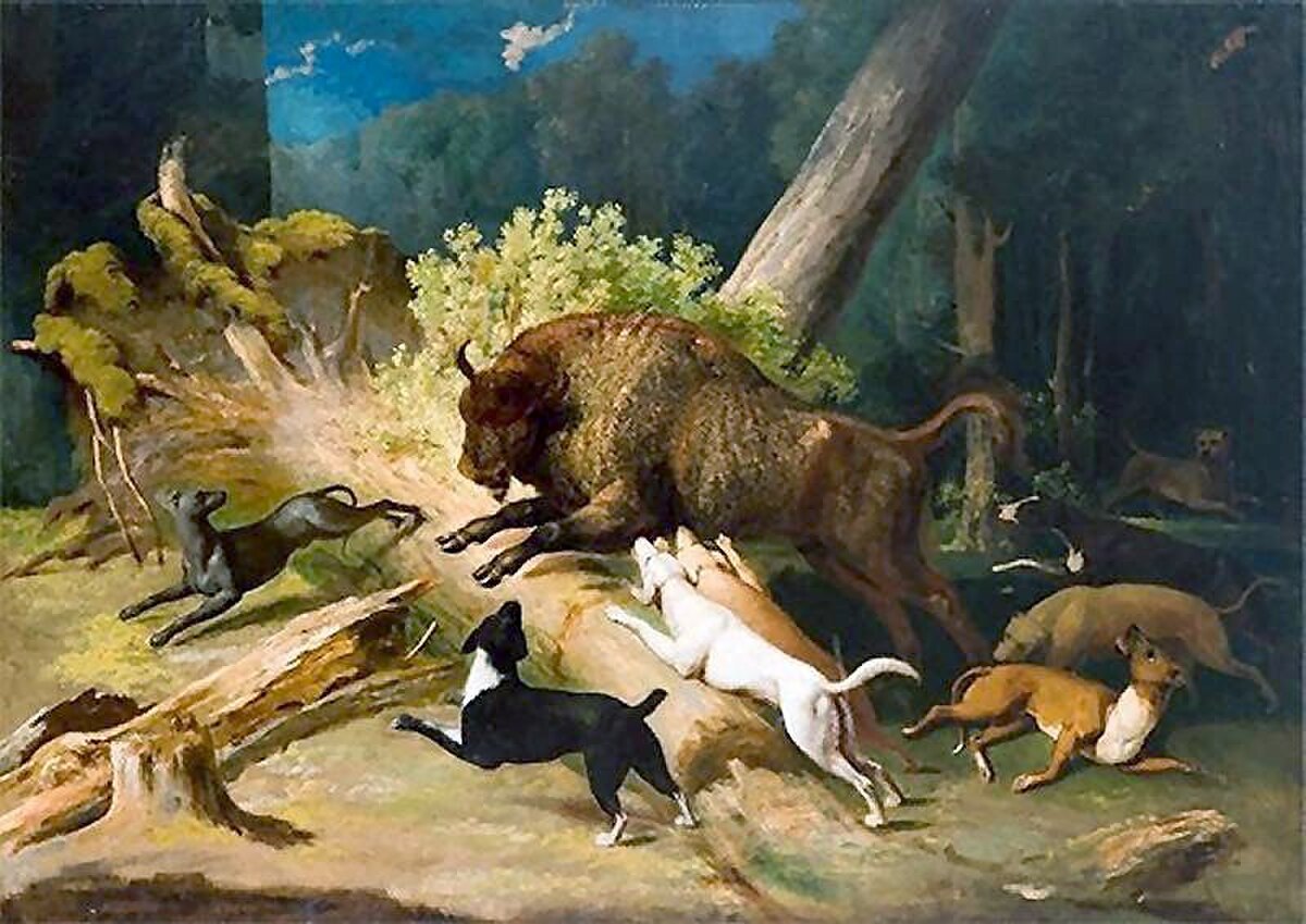 An oil painting depicts a European bison being hunted by a pack of dogs in a forest. The bison is in the center, surrounded by several dogs, with fallen trees and dense foliage in the background.