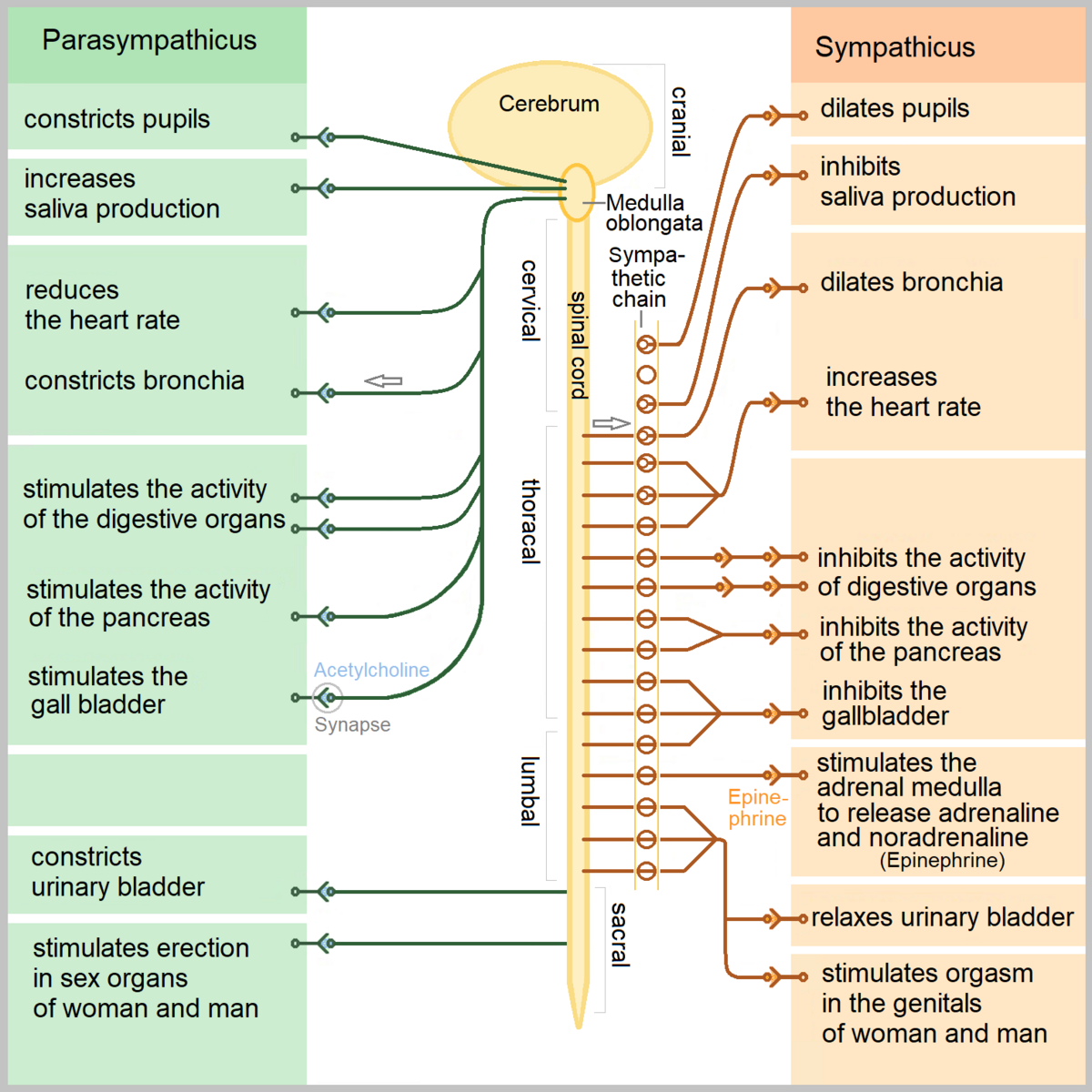 Diagram comparing the sympathetic and parasympathetic nervous systems, showing their effects on various organs. The sympathetic system (right, brown) is associated with "fight-or-flight" responses like dilating pupils and increasing heart rate, while the parasympathetic system (left, green) is associated with "rest and digest" functions like constricting pupils and reducing heart rate, with labels for "Cerebrum," "Medulla oblongata," "Spinal cord," "Cranial," "Cervical," "Thoracal," "Lumbal," "Sacral," "Acetylcholine," "Synapse," and "Epinephrine."