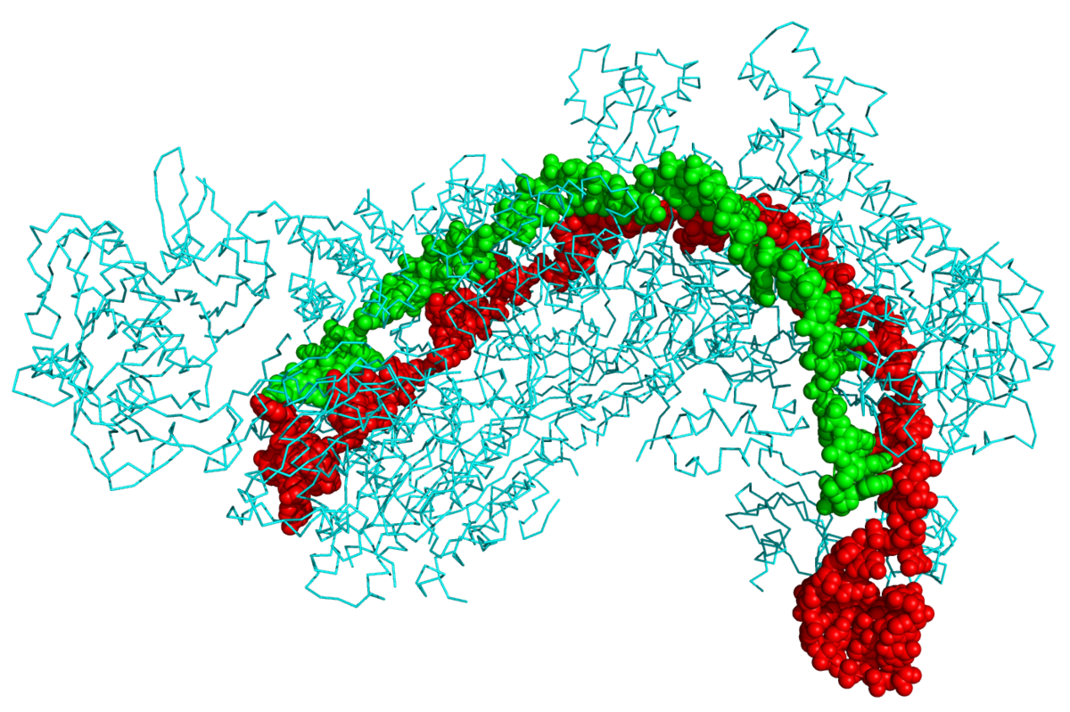 A 3D molecular model of a CRISPR-Cas complex, showing a light blue protein structure wrapped around a red and green nucleic acid strand. The red and green segments represent different parts of the nucleic acid.