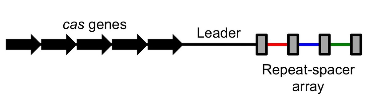 A simplified diagram of a CRISPR locus, showing a series of black arrows labeled "cas genes", followed by a line labeled "Leader", and then a "Repeat-spacer array" consisting of gray boxes (repeats) and colored bars (spacers).