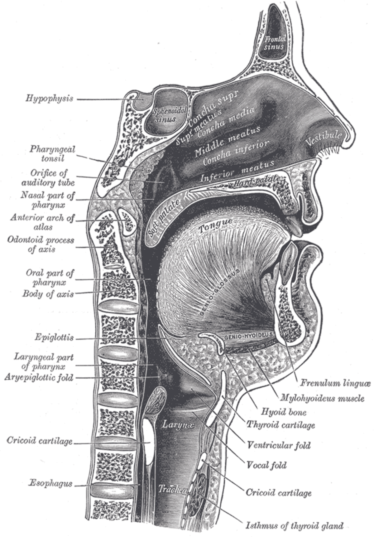 Sagittal view diagram of the human head and vocal tract, showing various anatomical structures. Labeled components include the frontal sinus, sphenoidal sinus, hypophysis, pharyngeal tonsil, orifice of auditory tube, nasal part of pharynx, anterior arch of atlas, odontoid process of axis, oral part of pharynx, body of axis, epiglottis, laryngeal part of pharynx, aryepiglottic fold, cricoid cartilage, esophagus, larynx, trachea, isthmus of thyroid gland, vocal fold, ventricular fold, thyroid cartilage, hyoid bone, mylohyoideus muscle, genio-hyoideus, genioglossus, tongue, soft palate, hard palate, vestibule, inferior concha, inferior meatus, middle concha, middle meatus, superior concha, and superior meatus.