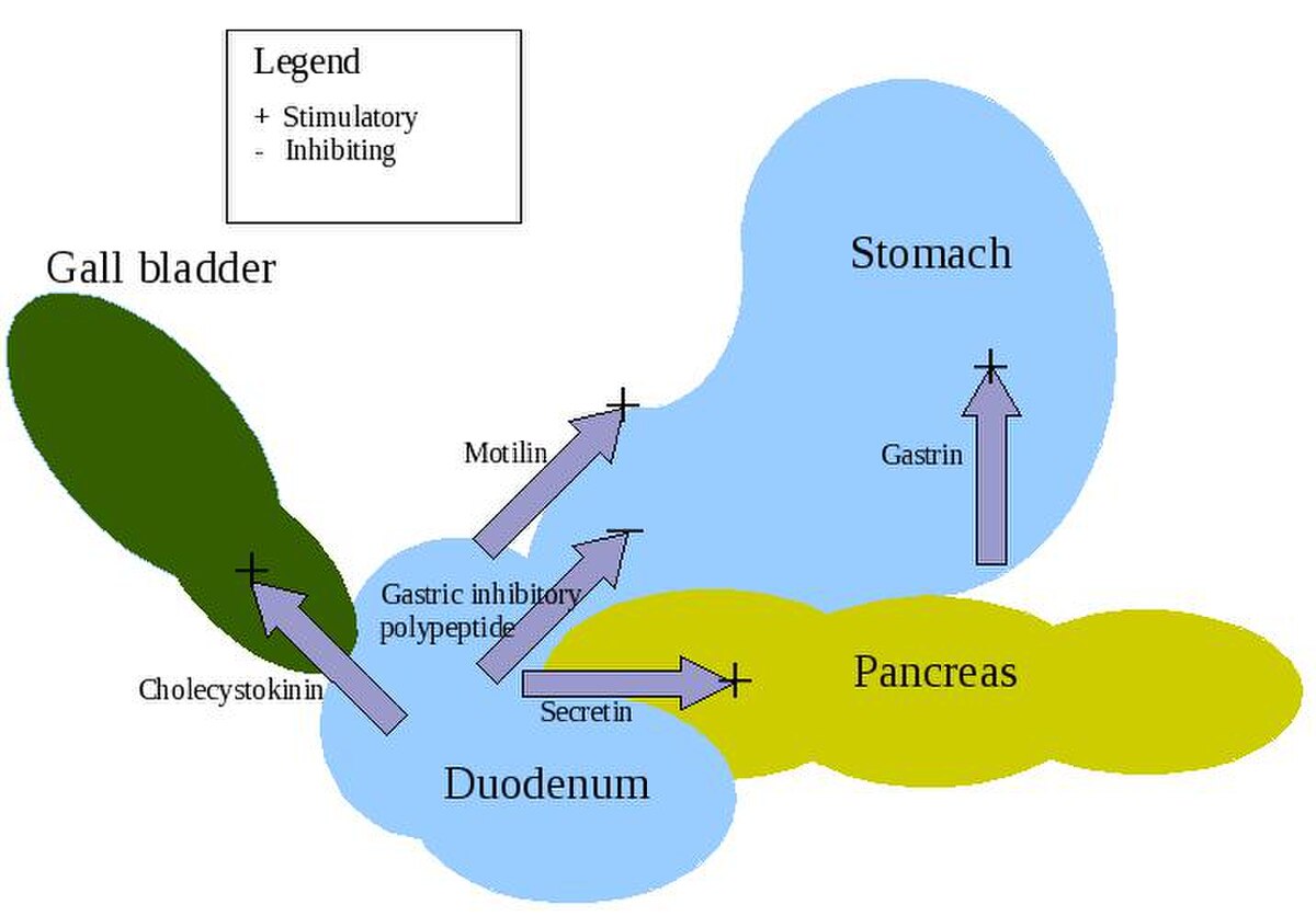 Diagram illustrating the stimulatory and inhibitory effects of digestive hormones on various organs. The legend indicates "+" for stimulatory and "-" for inhibitory actions, showing hormones like Gastrin affecting the Stomach, Motilin and Gastric inhibitory polypeptide affecting the Duodenum, Secretin affecting the Pancreas, and Cholecystokinin affecting the Gall bladder.