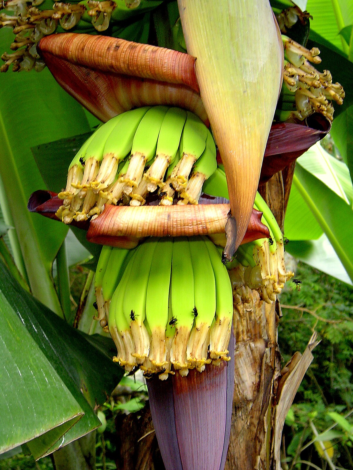Developing fruits of a Cavendish banana plant, showing small green bananas emerging from a large purple and cream-colored banana flower. Small insects are visible on the developing fruits.