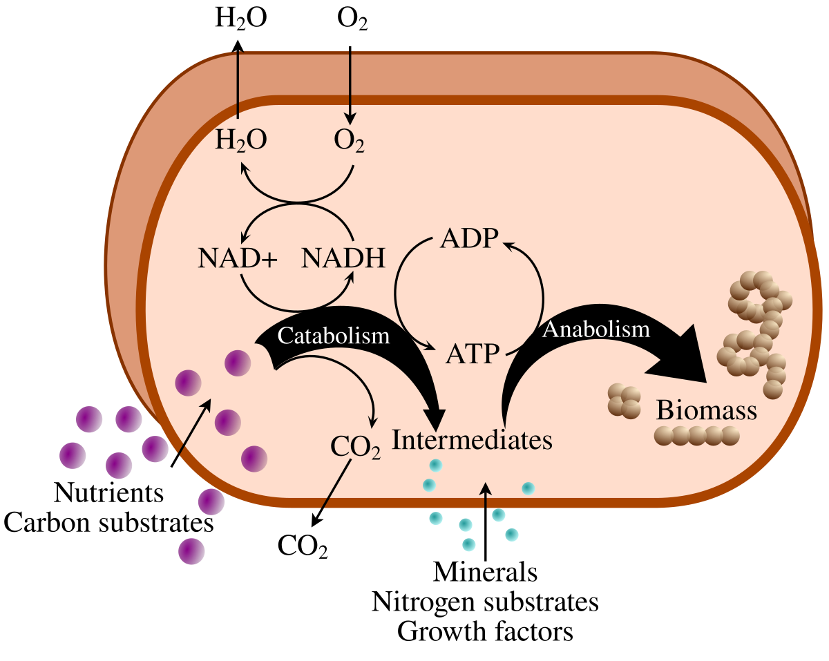 Simplified diagram of cellular metabolism, showing a cell taking in nutrients and carbon substrates, and undergoing catabolism to produce CO2, intermediates, NAD+, and ATP, while also taking in minerals, nitrogen substrates, and growth factors for anabolism to produce biomass. Water and oxygen are also shown entering and exiting the cell.