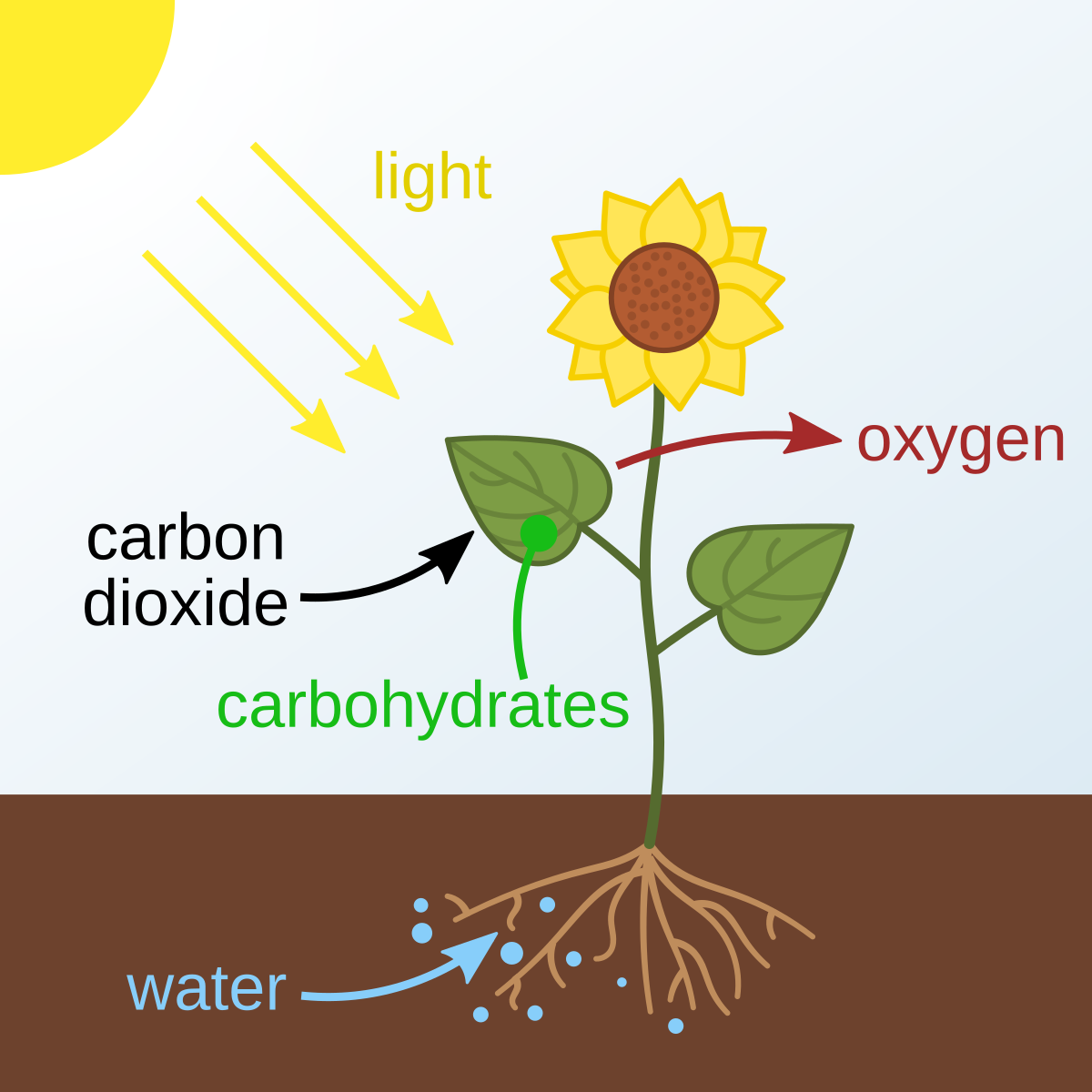 Schematic diagram of photosynthesis in a plant, showing sunlight and carbon dioxide entering the plant, water being absorbed by the roots, and oxygen being released. Carbohydrates are shown being produced within the plant.
