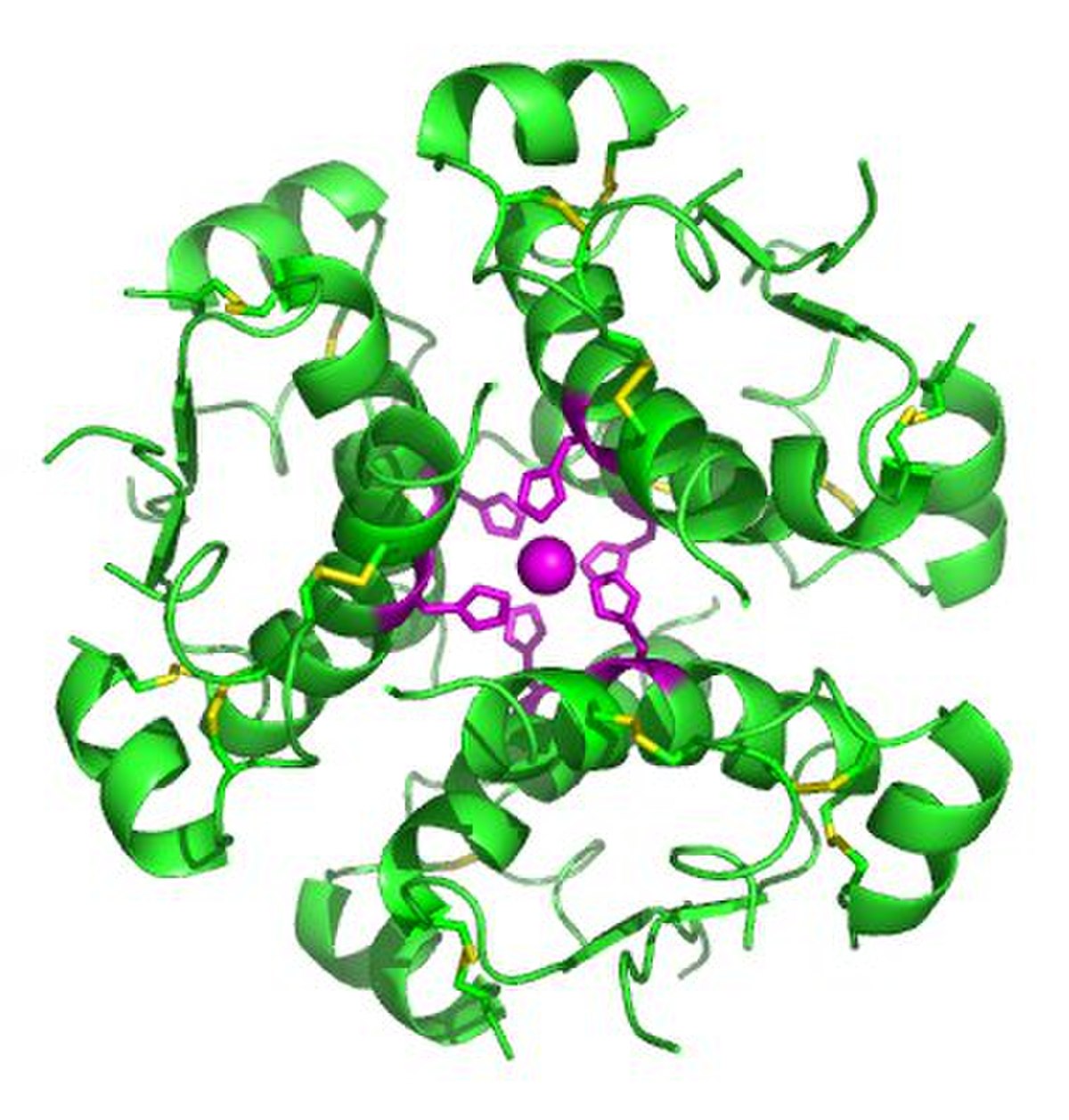 A computer-generated image of an insulin hexamer, showing its three-fold symmetry. Green ribbons represent the protein structure, with purple spheres indicating zinc ions and yellow structures representing histidine residues involved in zinc binding.