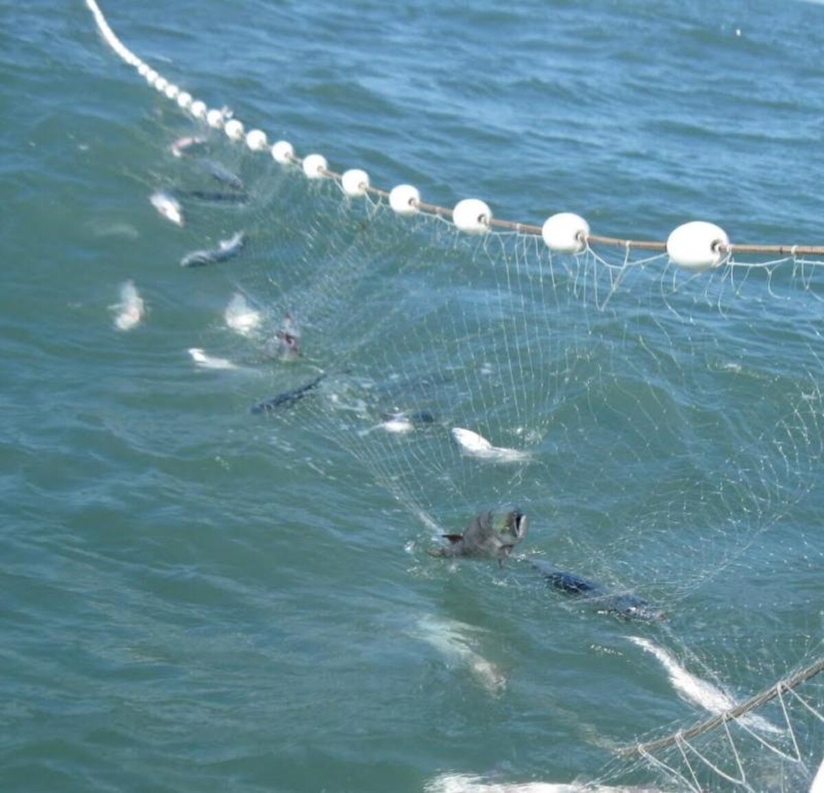 A fishing net, lined with white buoys, is deployed in the ocean, capturing numerous fish. The image illustrates net fishing, a method used in fishery management to determine sustainable yield.