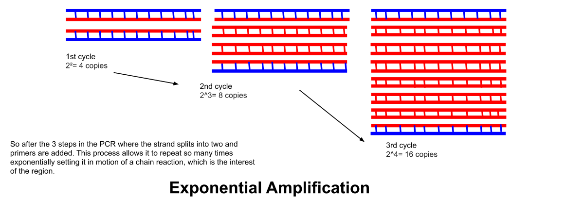 Diagram illustrating exponential amplification in PCR, showing how a single DNA strand is copied over three cycles. The first cycle yields 2^2 = 4 copies, the second cycle yields 2^3 = 8 copies, and the third cycle yields 2^4 = 16 copies, demonstrating the rapid increase in DNA copies.