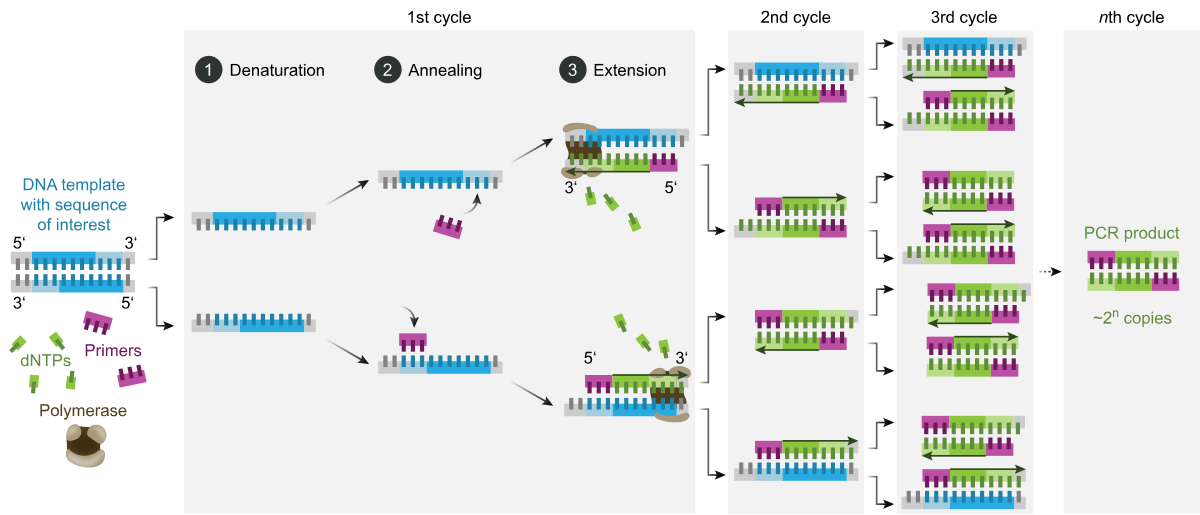 Schematic diagram of a complete Polymerase Chain Reaction (PCR) cycle, showing the steps of denaturation, annealing, and extension, and illustrating exponential amplification over multiple cycles. The diagram details the DNA template, dNTPs, primers, and polymerase, leading to a PCR product of approximately 2^n copies.