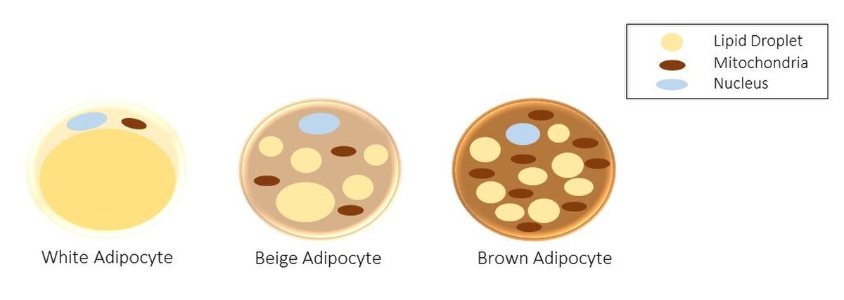 Diagram comparing three types of adipocytes: White Adipocyte, Beige Adipocyte, and Brown Adipocyte. A legend indicates that light yellow represents "Lipid Droplet," dark brown represents "Mitochondria," and light blue represents "Nucleus," showing differences in the number and distribution of these components among the cell types.