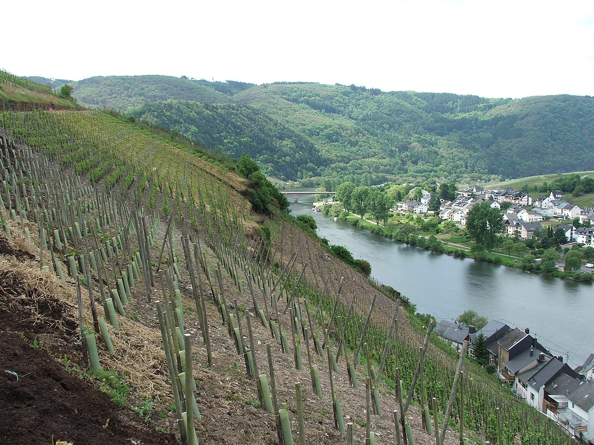 A vineyard with steep slopes is pictured alongside the Mosel river in Germany, showcasing the terroir of the region. The landscape features rows of grapevines on the hillside, a river, and a village with houses on the opposite bank, all under a bright sky.