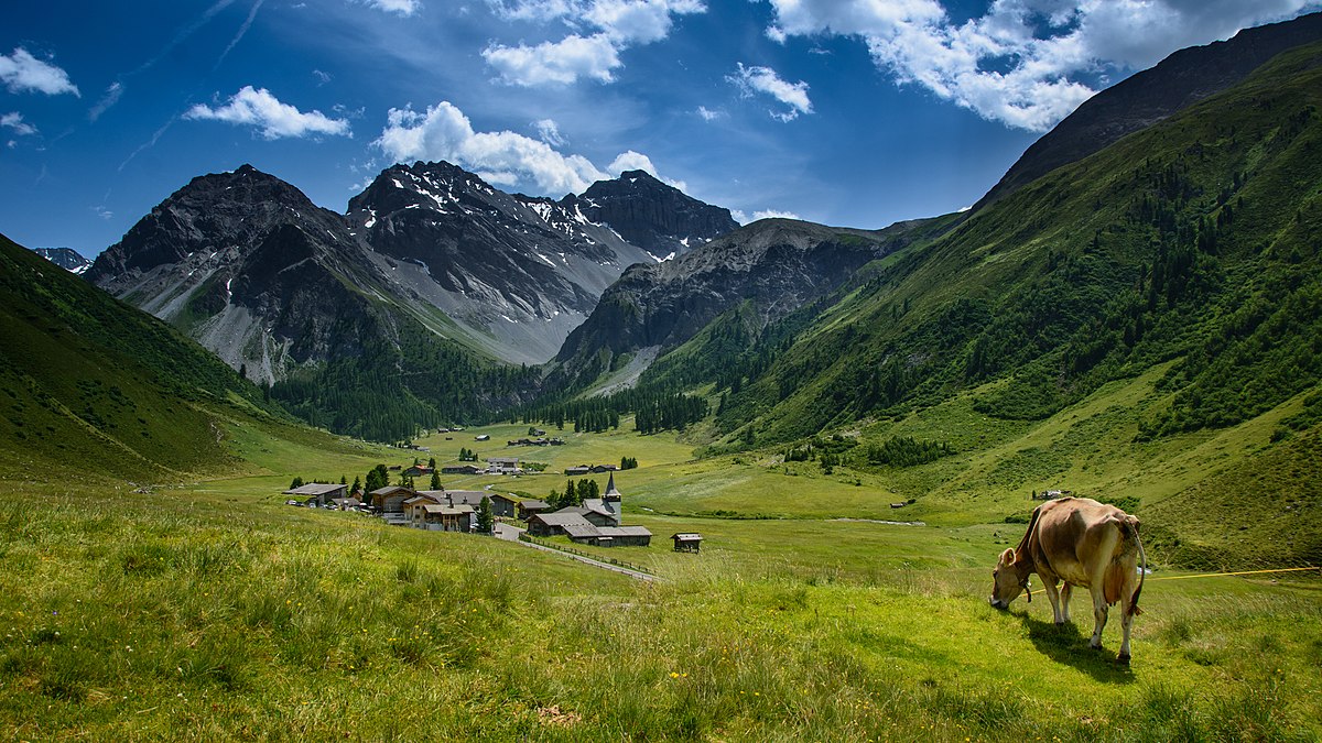 A cow grazes in a lush green pasture in the Alps, with a small village and towering mountains in the background under a partly cloudy sky. The image highlights the rich biodiversity of alpine pastures, which contributes to the unique characteristics of Alp cheeses.