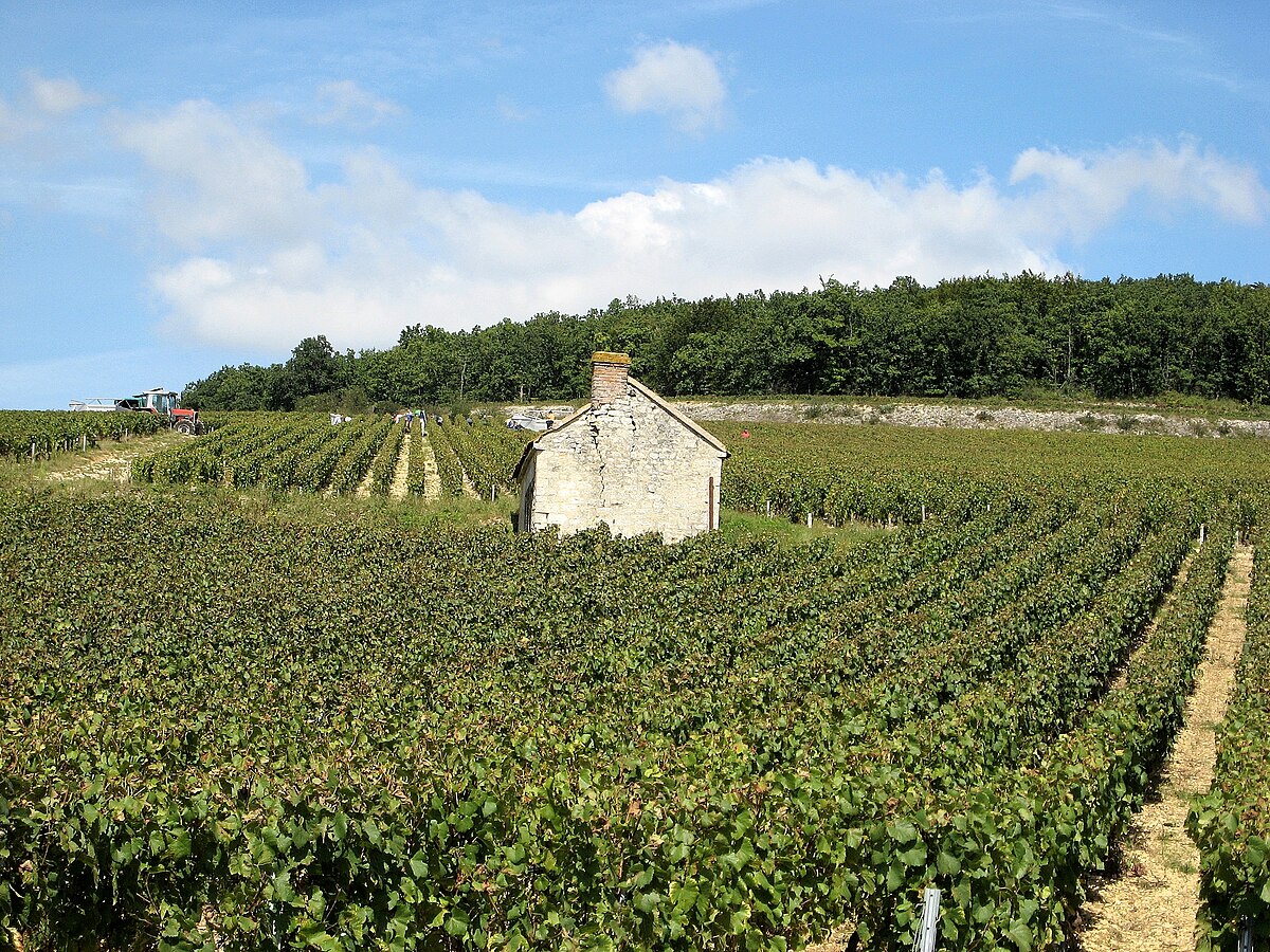 A vineyard in Chablis Premier Cru Fourchaume, France, shows rows of grapevines stretching across rolling hills under a blue sky with scattered clouds. A small stone building with a chimney stands in the middle of the vineyard, surrounded by dense foliage.