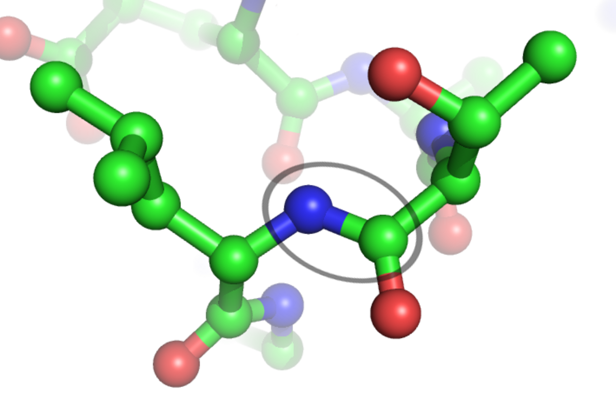 Molecular diagram highlighting a peptide bond within a polypeptide chain. The peptide bond, circled in gray, connects a nitrogen atom (blue) to a carbonyl carbon atom (green, double-bonded to a red oxygen atom).