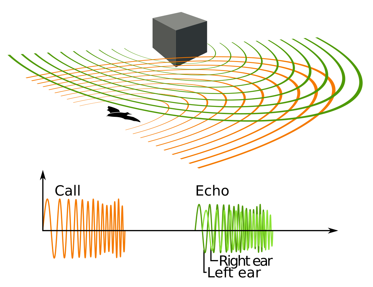 Diagram illustrating animal echolocation, showing a bat emitting ultrasound signals and receiving echoes from a cube-shaped object. A graph below plots the "Call" (orange waveform) and "Echo" (green waveform), with the echo showing distinct signals for "Right ear" and "Left ear".