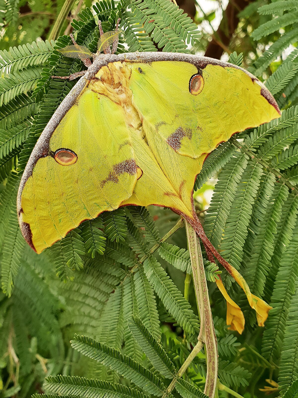 A male African moon moth (Argema mimosae) with distinctive long tails on its hindwings rests on a green leafy branch. The moth's wings are a vibrant yellow-green with brown and white markings.