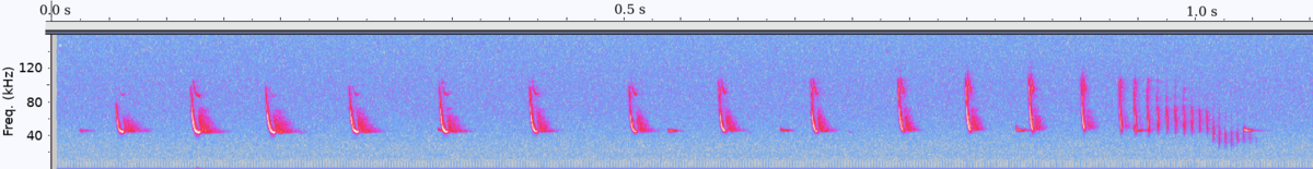 A spectrogram displays the vocalizations of a Pipistrellus pipistrellus bat during prey approach, showing frequency on the Y-axis (from 0 to 120 kHz) and time on the X-axis (from 0 to 1.0 s). The calls, appearing as pink downward-sloping lines, become shorter and more frequent towards the right, indicating a "feeding buzz" around 150 milliseconds before contact.