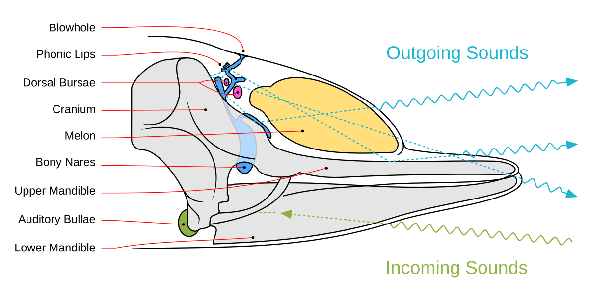 Diagram illustrating sound generation, propagation, and reception in a toothed whale. Key anatomical structures labeled include Blowhole, Phonic Lips, Dorsal Bursae, Cranium, Melon, Bony Nares, Upper Mandible, Auditory Bullae, and Lower Mandible, with "Outgoing Sounds" shown in cyan and "Incoming Sounds" in green.