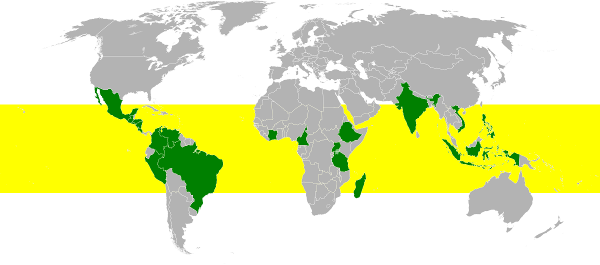 World map illustrating the "bean belt" in yellow, which represents the regions where coffee is typically grown. The 20 largest coffee-producing countries in 2011 are highlighted in green within this belt.