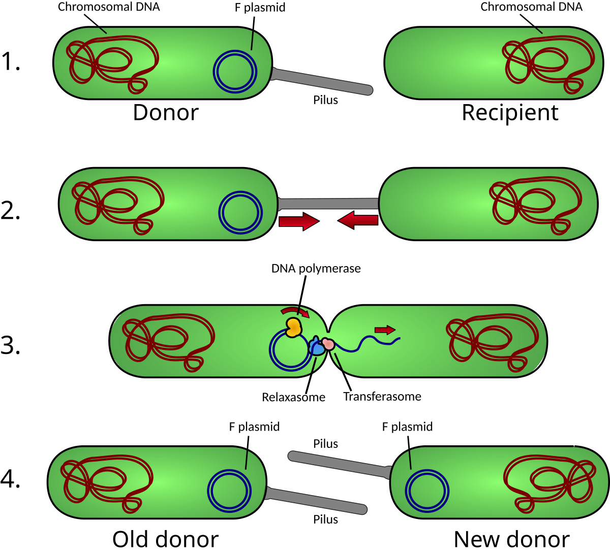Diagram illustrating the process of bacterial conjugation in four steps, showing the transfer of an F plasmid from a donor bacterium to a recipient bacterium. Step 1 shows a donor with chromosomal DNA and an F plasmid, and a recipient with only chromosomal DNA; Step 2 shows the pilus connecting the two bacteria; Step 3 details the DNA polymerase and relaxasome transferring the F plasmid; and Step 4 shows the resulting old donor and new donor, both with F plasmids.