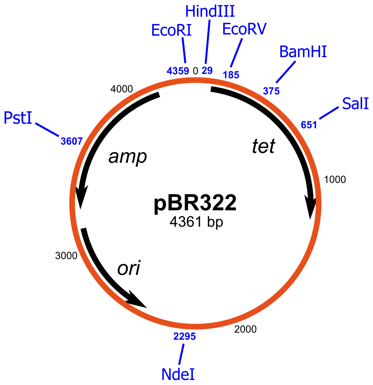 Circular diagram of the pBR322 plasmid, indicating its size as 4361 bp and showing genes for ampicillin resistance (amp) and tetracycline resistance (tet), the origin of replication (ori), and various restriction sites including PstI, HindIII, EcoRI, EcoRV, BamHI, SalI, and NdeI with their corresponding base pair locations.