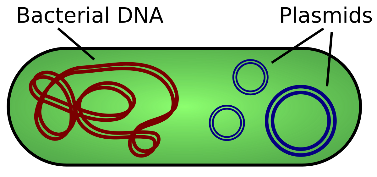 Diagram of a bacterium showing its internal components: a large, tangled strand labeled "Bacterial DNA" and several smaller, circular structures labeled "Plasmids".