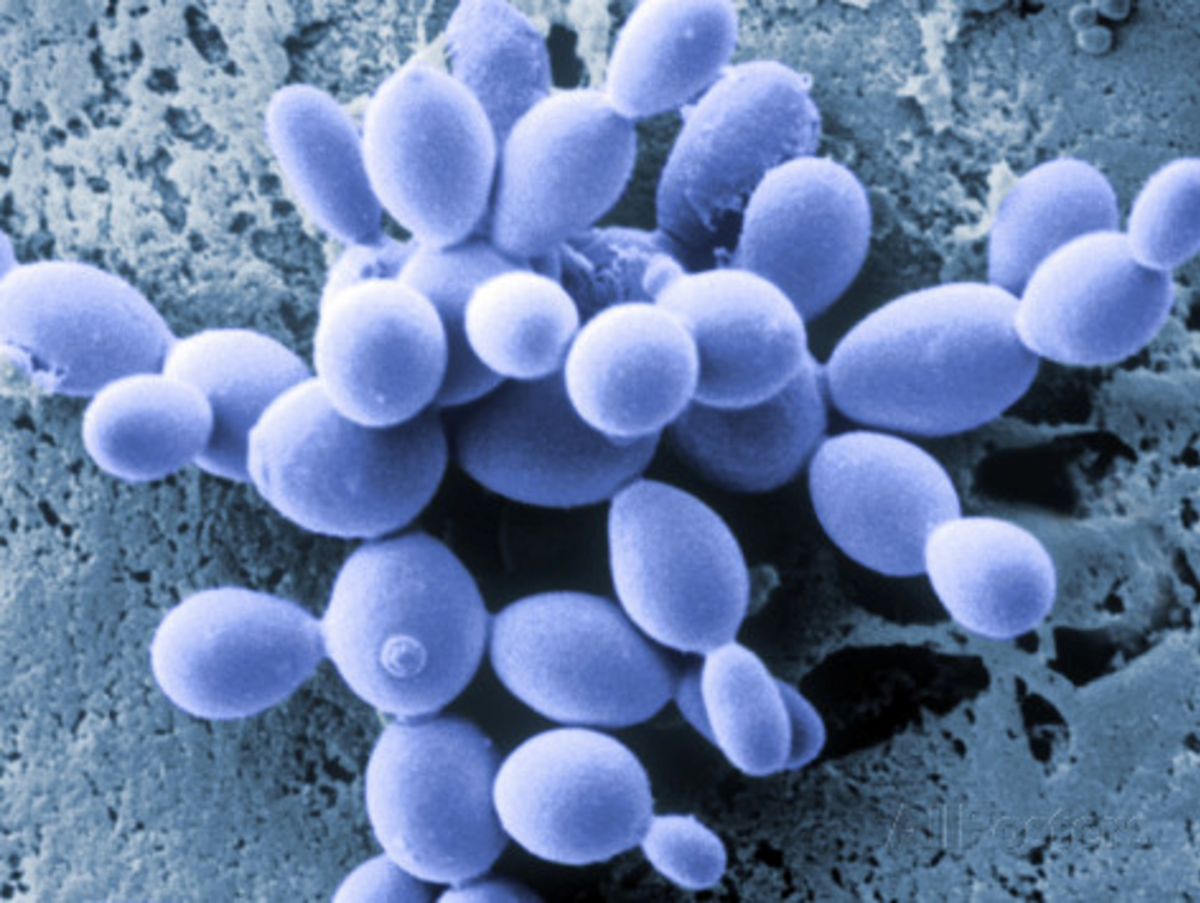 Scanning electron micrograph showing yeast cells undergoing budding, a form of asexual reproduction. Multiple oval-shaped yeast cells are visible, with smaller daughter cells budding off from larger parent cells.