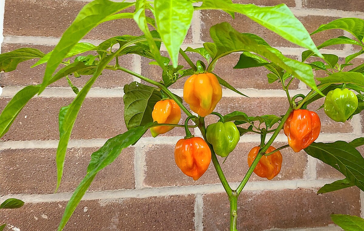 A habanero plant with several peppers in various stages of ripening, from green to orange, is shown against a brick wall. The plant has lush green leaves and multiple peppers hanging from its branches.