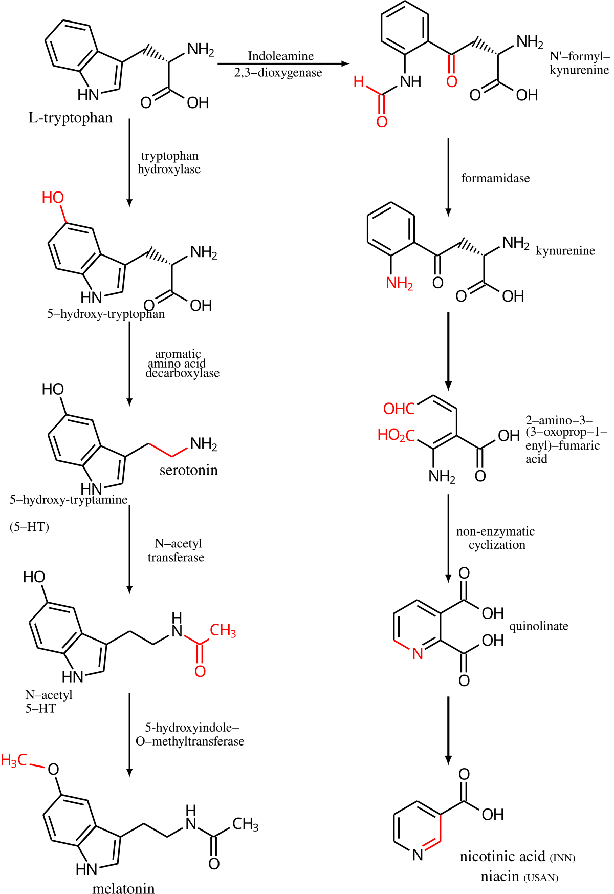 Diagram illustrating the metabolism of L-tryptophan into serotonin and melatonin (left pathway) and niacin (right pathway). Transformed functional groups after each chemical reaction are highlighted in red, showing intermediates like 5-hydroxy-tryptophan, 5-hydroxytryptamine (serotonin), N-acetyl 5-HT, melatonin, N'-formyl-kynurenine, kynurenine, and quinolinate.