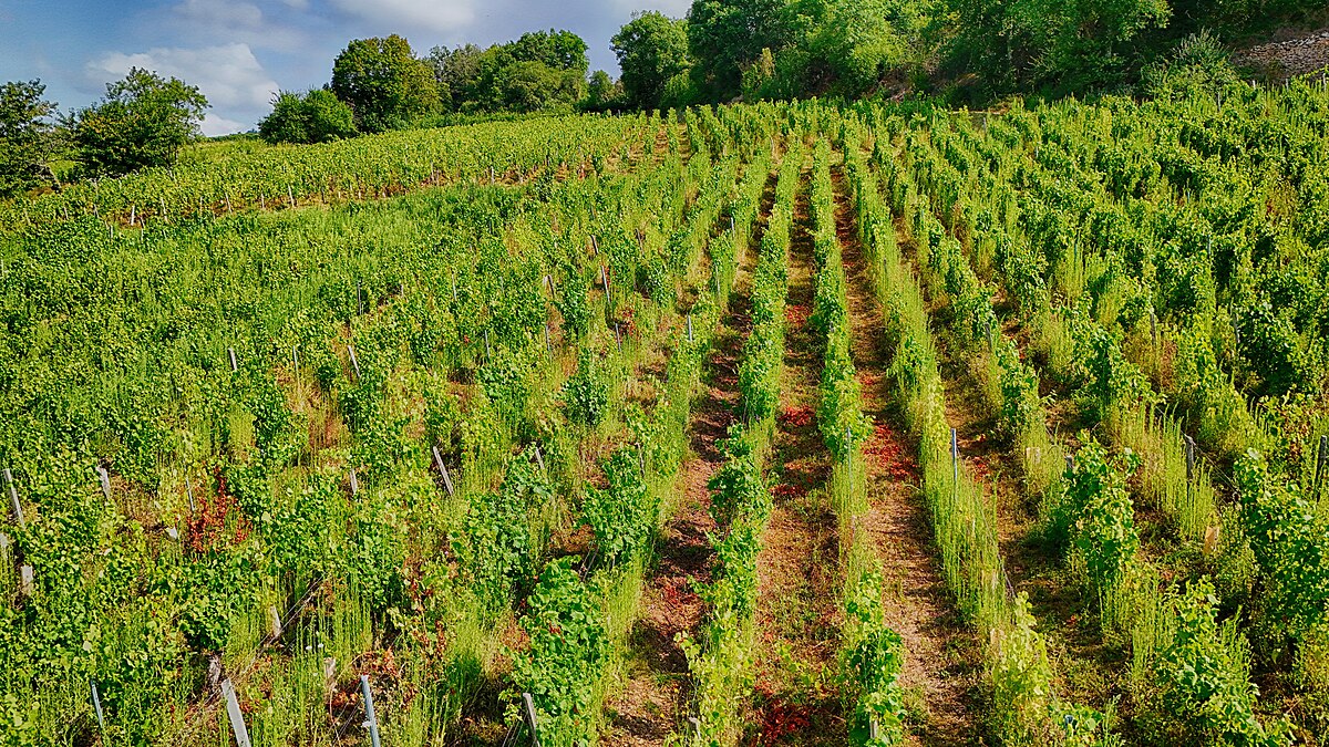 Aerial view of old vines in a vineyard in the Burgundy wine region of France, showing parallel rows of green grapevines on a gentle slope. The vineyard is surrounded by lush green foliage and trees.