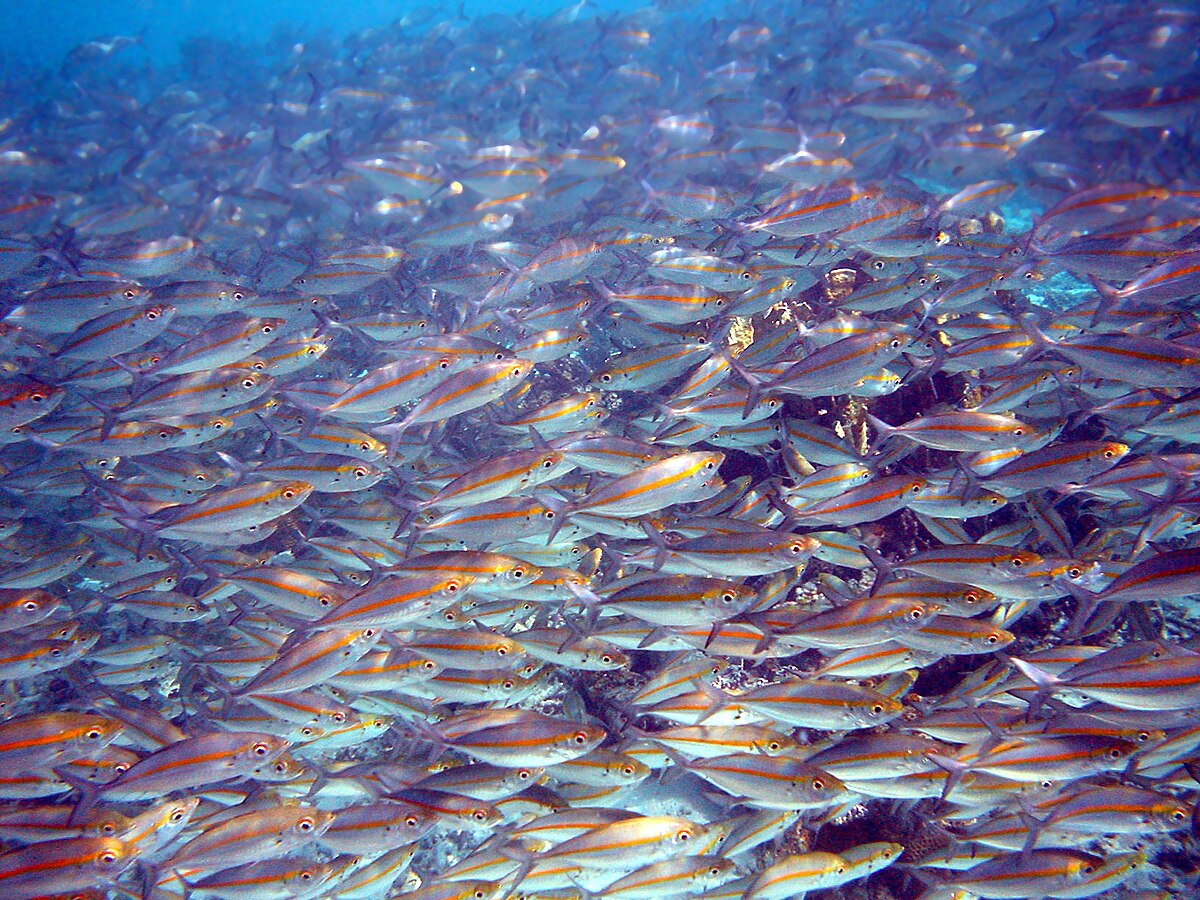 A large school of goldband fusiliers (Pterocaesio chrysozona) swims in clear blue water in Papua New Guinea. The fish have silver bodies with a distinct yellow stripe running along their sides.