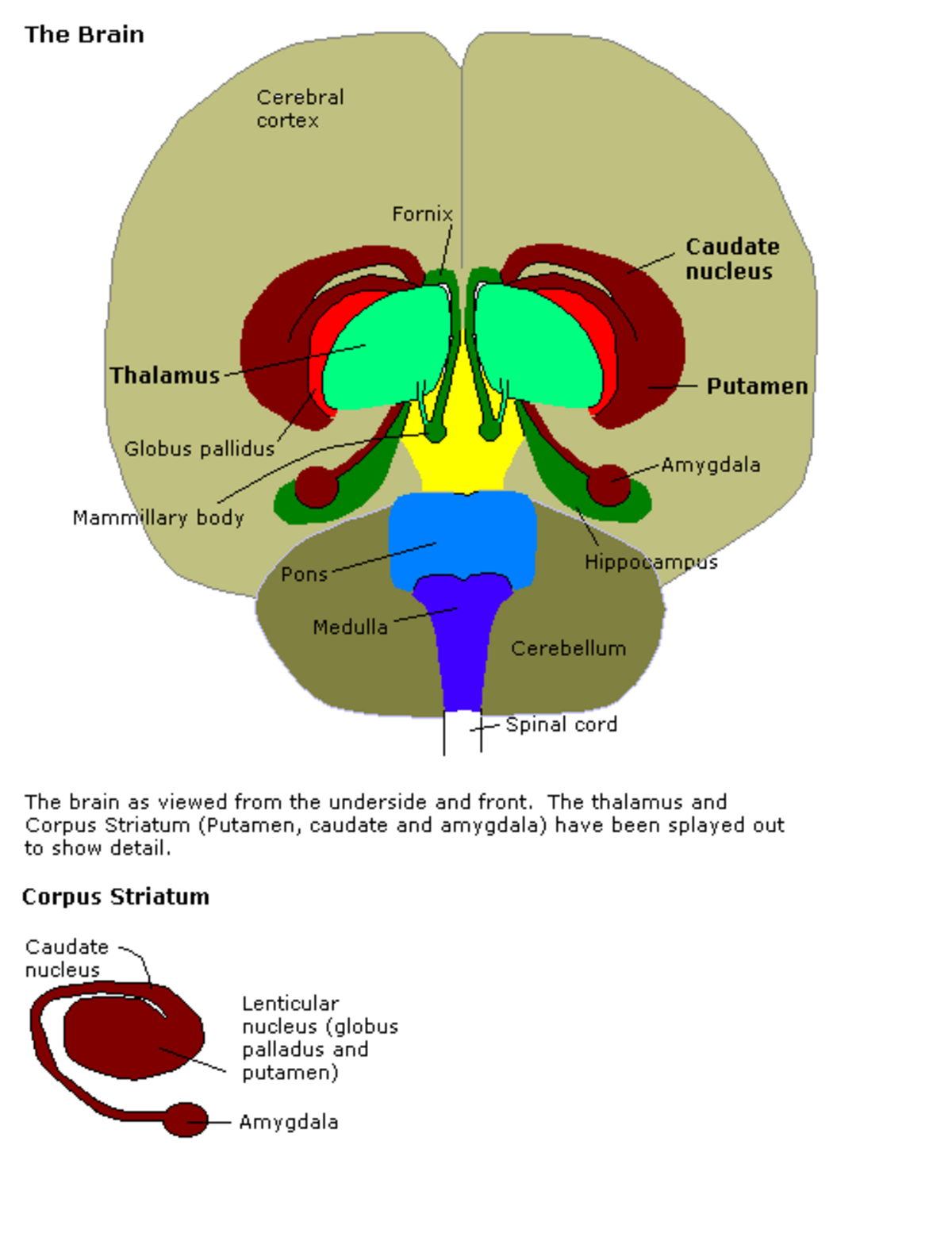 Diagram showing a coronal view of the human brain with various structures labeled. Key structures include the Cerebral cortex, Fornix, Caudate nucleus, Thalamus, Putamen, Globus pallidus, Amygdala, Mammillary body, Hippocampus, Pons, Medulla, Cerebellum, and Spinal cord. A separate detail shows the Corpus Striatum, including the Caudate nucleus, Lenticular nucleus (globus pallidus and putamen), and Amygdala.